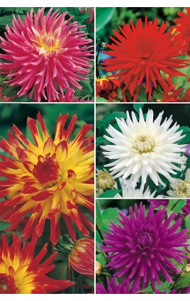 Dalias Cactus DAL-1 cal. I  75 FLOWERBULBS