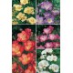 Freesias Simples FR-1 cal.7+ 750 BULBS