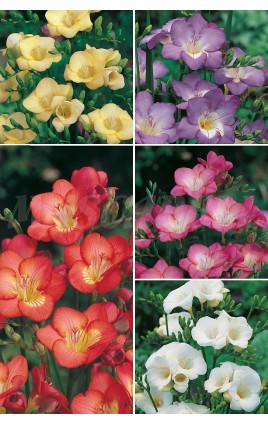 Freesias Simples FR-1 750 BULBOS 7/+