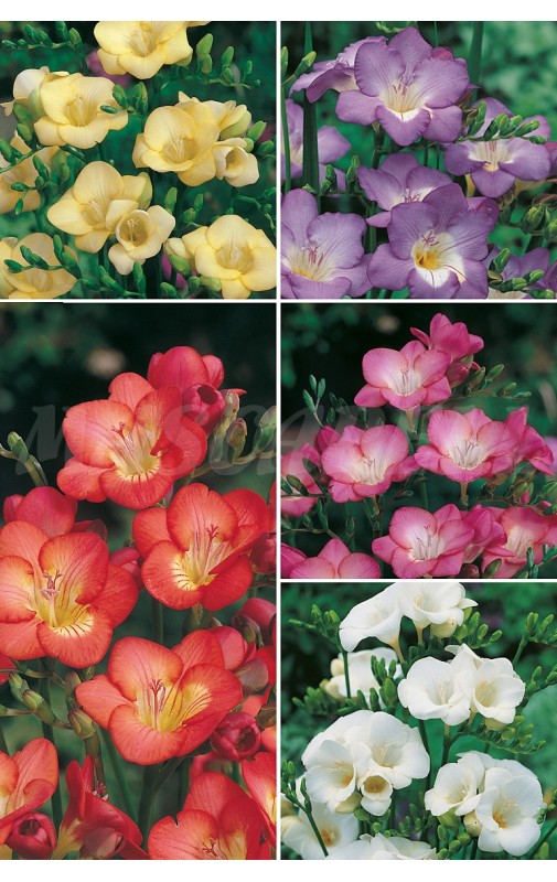 Freesias Simples FR-1 cal.7+ 750 BULBS