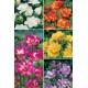 Freesias Dobles FR-2 750 BULBOS 7/+