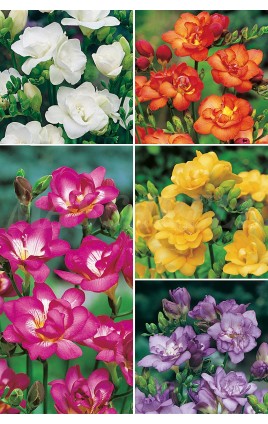 Freesias Dobles FR-2 cal.7+ 750 FLOWERBULBS