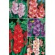 Gladiolos GLS-1 cal. 12/14  400 FLOWERBULBS