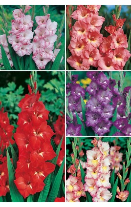 Gladiolos GLS-1 cal. 12/14  400 FLOWERBULBS