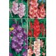 Gladiolos YUMBO GLS-3 cal.16+ 300 FLOWERBULBS