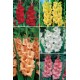 Gladiolos YUMBO GLS-4 cal.16+ 300 FLOWERBULBS