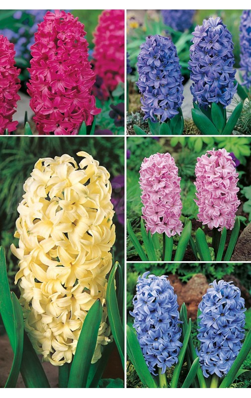 Jacintos Variados J-2, cal.17/18 150 FLOWERBULBS