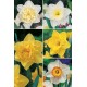 Narcisos Variados NA-1 cal.III 200 FLOWERBULBS