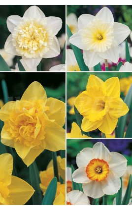 Narcisos Variados NA-1 cal.III 200 BULBS