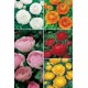 Ranunculos CAL. Extra 8/9 RA-1 500 FLOWERBULBS