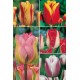 Tulipanes Especiales Var.TP-1 12+ 300 BULBOS