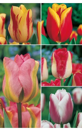 Tulipanes Especiales Var.TP-1 12+ 300 FLOWERBULBS