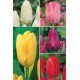 Tulipanes Darwin TP-2 12+ 300 FLOWERBULBS
