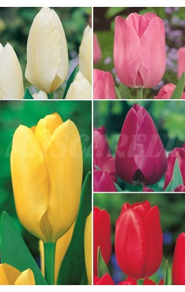 Tulipanes Darwin TP-2 12+ 300 BULBOS