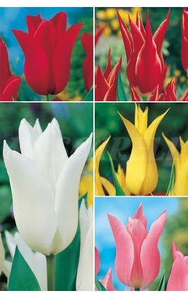 Tulipanes Flor Lys TP-3 11/12 300 BULBS