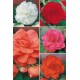 Begonias Dobles BEG-1 cal extra.6+ 100 FLOWERBULBS