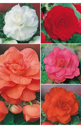 Begonias Dobles BEG-1 cal extra.6+ 100 FLOWERBULBS