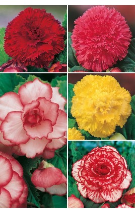 Begonias Varias, BEG-2 cal. 6/+ 100 FLOWERBULBS