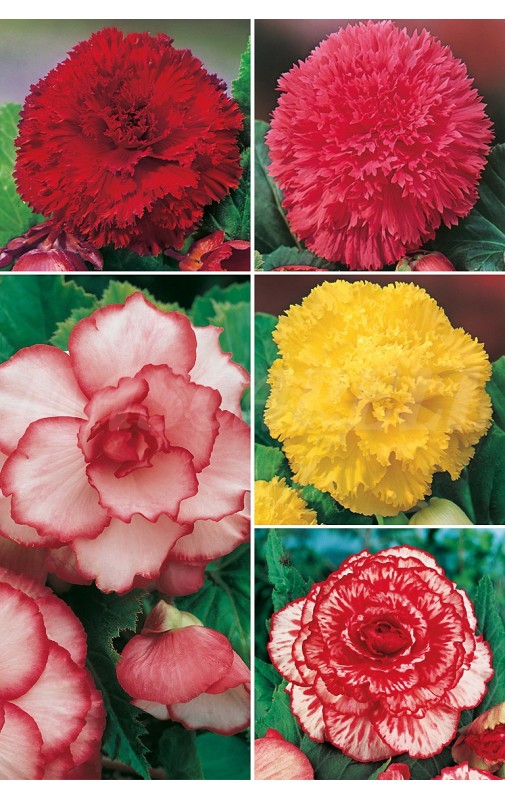 Begonias Varias, BEG-2 cal. 6/+ 100 BULBS