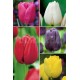 Tulipanes YUMBO TP-6 250 BULBOS 14/+