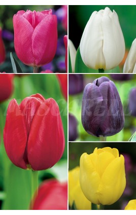 Tulipanes YUMBO 14/+ TP-6 250 FLOWERBULBS