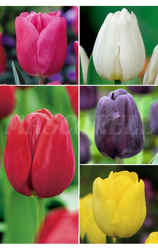 Tulipanes YUMBO 14/+ TP-6 250 BULBOS