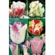 Tulipanes Serie ESPECIALES TP5 12/+ 300 FLOWERBULBS