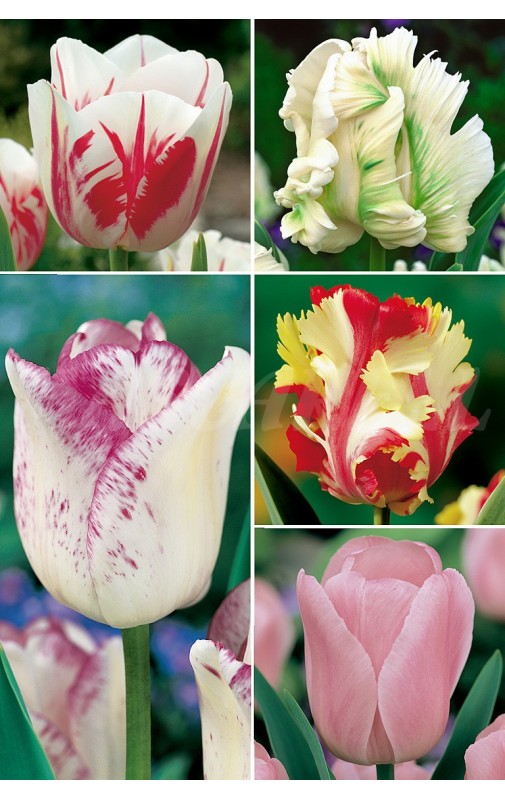 Tulipanes Serie ESPECIALES TP5 12/+ 300 FLOWERBULBS