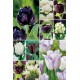 Tulipanes "Black&White" S-88 11/12 300 BULBOS