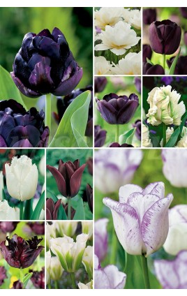 Tulipanes "Black&White" S-88 11/12 300 BULBS