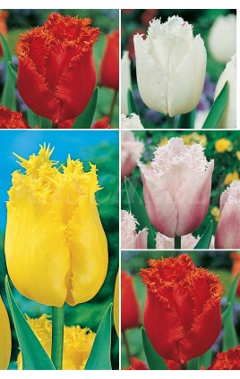 Tulipanes Crispa TP-4, 11/12 300 FLOWERBULBS