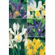 Iris de Holanda Var. IRH-1 Cal.extra 8/9 500 FLOWERBULBS