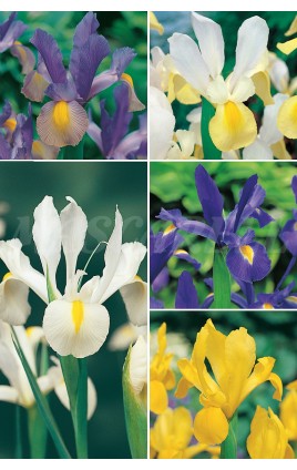 Iris de Holanda Var. IRH-1 Cal.extra 8/9 500 BULBOS