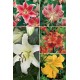 Liliums ORIENTALES LI-1 cal.18/20 100 FLOWERBULBS