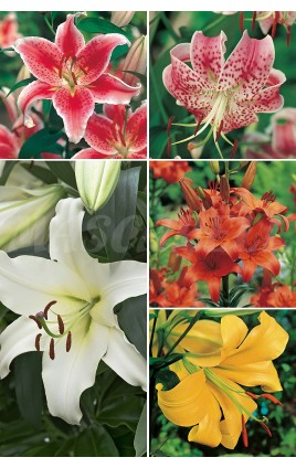 Liliums ORIENTALES LI-1 cal.18/20 100 BULBS