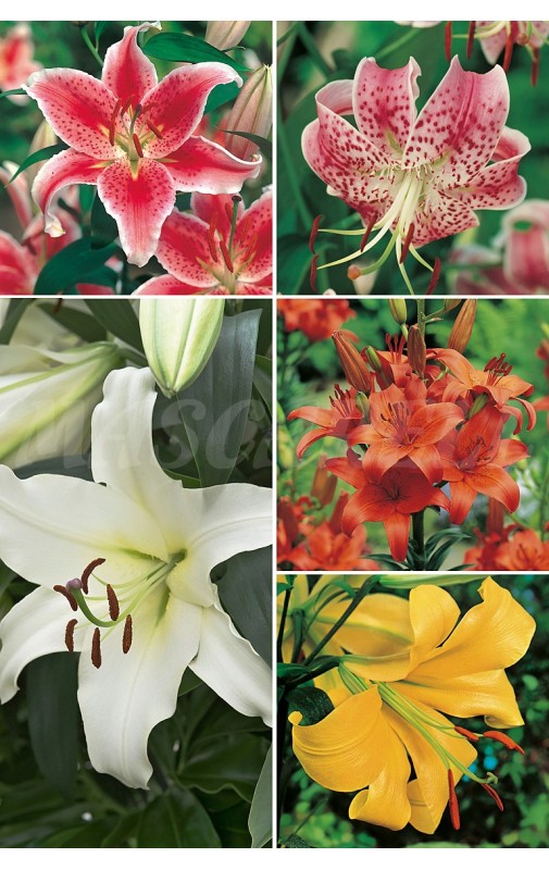 Liliums ORIENTALES LI-1 cal.18/20 100 FLOWERBULBS