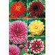 Dalias Decorativas DAL-2 cal. I  75 FLOWERBULBS