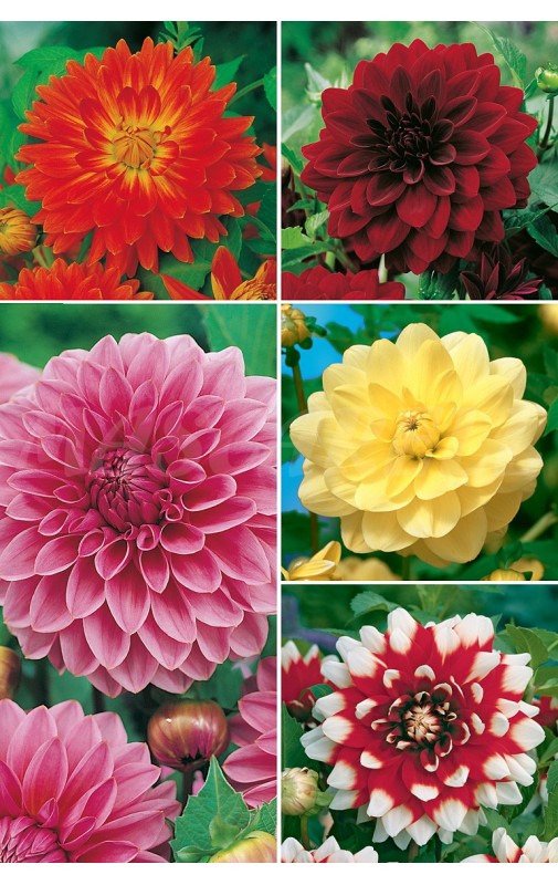 Dalias Decorativas DAL-2 cal. I  75 FLOWERBULBS