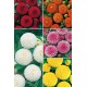 Dalias Pom-Pom DAL-3 Cal. I  75 BULBS