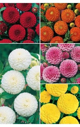 Dalias Pom-Pom DAL-3 Cal. I  75 FLOWERBULBS