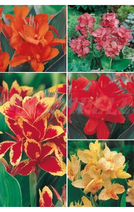 Canna Indica CAN-1 cal. I  75 FLOWERBULBS