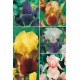 Iris Germanica IRG-1 cal. I/+ 100 FLOWERBULBS