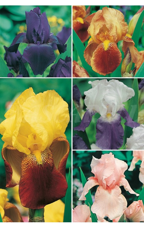 Iris Germanica cal. I/+ 100 BULBOS - Mascarell Semillas