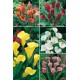 Callas CLS-01 cal.14+ 50 FLOWERBULBS