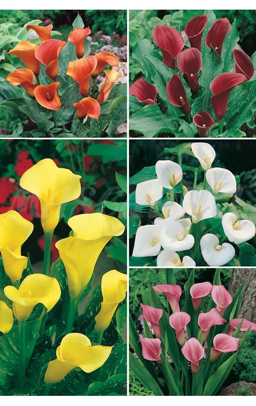 Callas CLS-01 cal.14+ 50 FLOWERBULBS