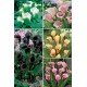 Callas SELECCION CLS-03 cal.14/+ 50 FLOWERBULBS