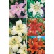 Liliums Asiaticos LI-2 cal.18/20 100 BULBOS