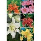 Liliums SUPER YUMBO LI-3 Cal.22/+ 100 FLOWERBULBS