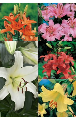 Liliums SUPER YUMBO LI-3 Cal.22/+ 100 BULBS