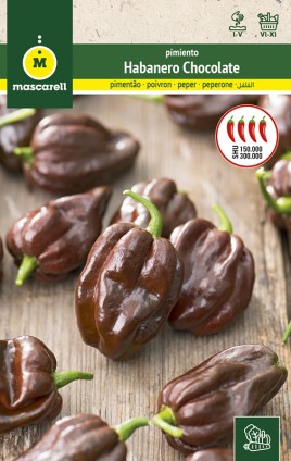 POIVRON HABANERO CHOCOLAT